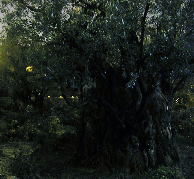 Garden of Gethsemane - C Silcock
